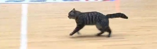 开云Kering下载-WC！陈国豪！太奇葩了...