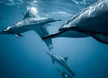 九游体育app下在：一键开启你的专属体育世界